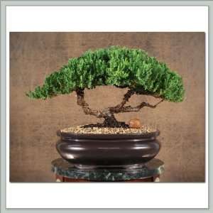 Bonsai Tree Juniper XVIII Grocery & Gourmet Food