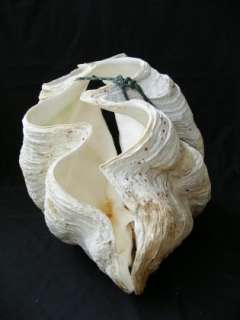  Tridacna~36.6 kg~21.3 Giant Clam Mollusks Bivalve Seashell  