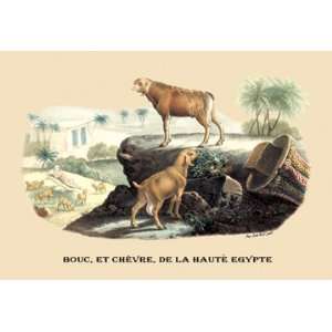  Bouc, et Chevre, de la Haute Egypte (Egyptian Goats) 24X36 