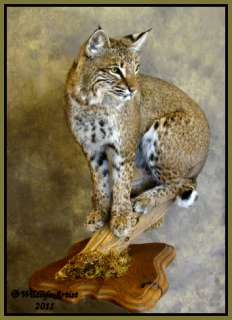 Bobcat Taxidermy NEW Mount Fur Hunting Cabin Wildlife Artist  