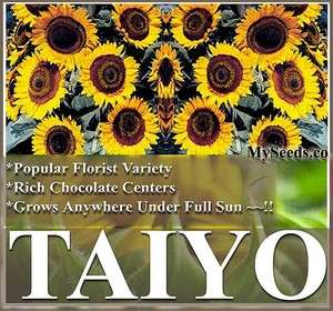 TAIYO Sunflower Seeds Helianthus annuus Full Sun, Mostly Sunny, Half 