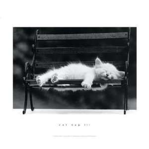  Cat Nap III Poster Print