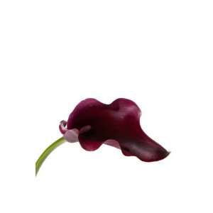 Burgundy Mini Calla Lilies   60 Stems:  Grocery & Gourmet 