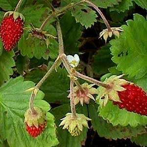  Alpine Strawberry Mignonette Plants   6  3.5 Pots Patio 