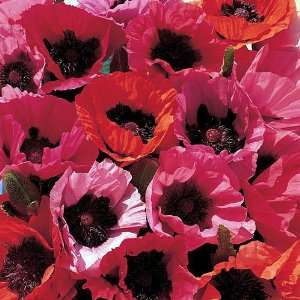   Papaver   5 Silky, Ruffled Blooms   4 Plants: Patio, Lawn & Garden