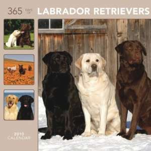  365 Days of Labrador Retrievers 2010 Wall Calendar: Office 