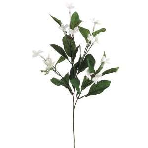  28 Stephanotis Spray White (Pack of 6) Beauty