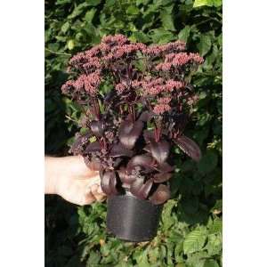    Black Beauty Stonecrop Perennial   Sedum: Patio, Lawn & Garden