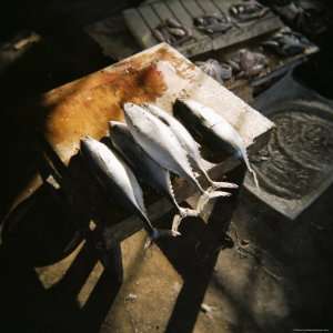  Laid on Cutting Block, Fish Market, Stone Town, Zanzibar, Tanzania 