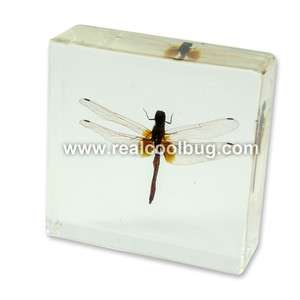 Real Dragonfly Square Shape Large Paperweight  