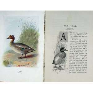   : 1901 Swaysland Wild Birds Teal Duck Tribe Thorburn: Home & Kitchen