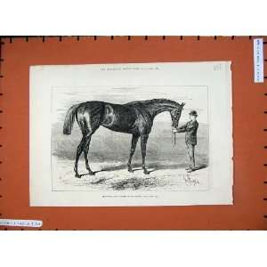    1882 Sport Horse Racing Shotover Winner Derby Print