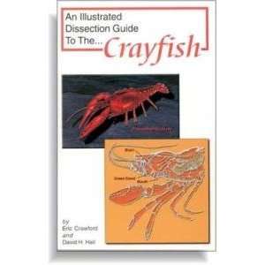    Illustrated Dissection Guide Book To Crayfish 