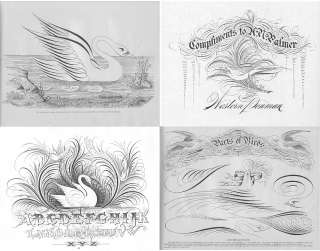  BOOK on Calligraphy & Penmanship 1800s 1900s (.pdf eBook DVD)  