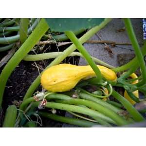 50 YELLOW CROOKNECK SQUASH Summer Cucurbita Pepo Vegetable Seeds 