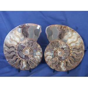  Cut in half and polished Ammonite Fossil (Madagascar), 2 