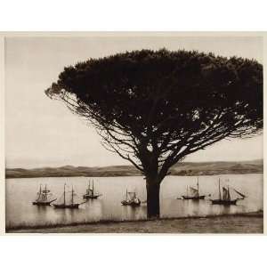   Harbor Tree Santander Spain   Original Photogravure