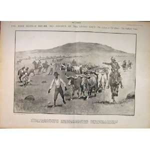 Boer War Africa Bullock Team Paget Old Print 1900