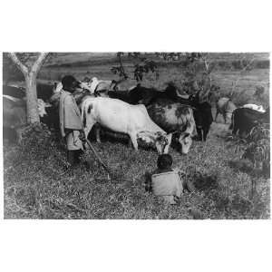  Herds of native owned cattle Kenya Africa 1940s