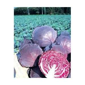  Ruby Perfection Red Cabbage Seeds 100+ By Hinterland 