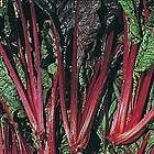 Swiss Chard *Red Rhubarb* 50 Vegetable Seeds