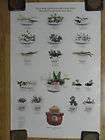 Smokey the Bear Poster Plant Identification Forest Food