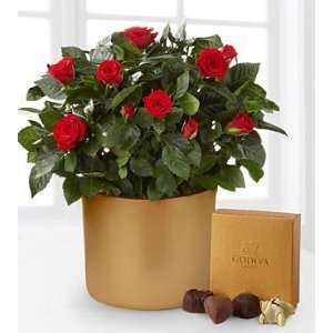   Day   Sheer Elegance Mini Rose Plant & Godiva Chocolates   6.5 Inch