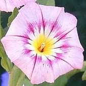Convolvulus Ensign Collection   4 Varieties (SAVE 37%)  
