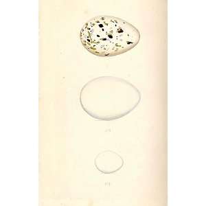  3 H/C Meyer Bird Eggs 1842 Cinereous Manx &Storm Petrel 
