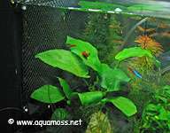 Moss Wall Mesh   Live aquarium java plant fish tank FB  