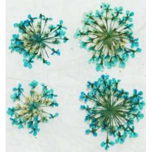  Zink Color Nail Art Dried Flower Babysbreath Blue 4Pc 