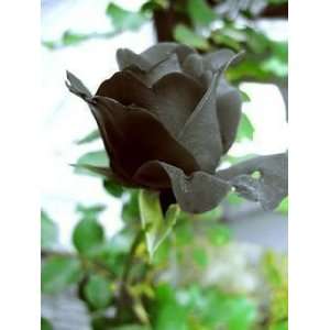  Black Rose Flower Rare ! 5 Seeds!: Patio, Lawn & Garden