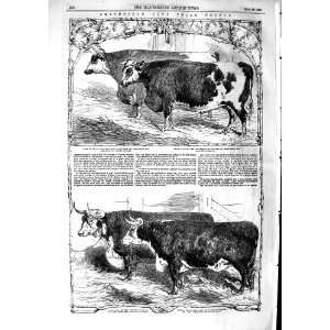   1853 Smithfield Club Prize Cattle Ox Hereford Animals