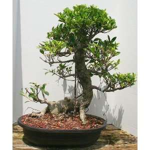Ficus Retusa Bonsai Tree.(ficus retusa): Grocery & Gourmet Food