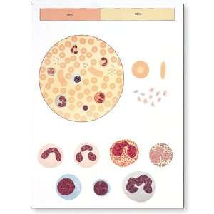 3B Scientific V2031U The Blood I Composition Anatomical Chart, without 