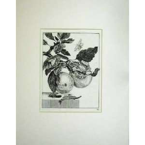  Antique Print Fruit Plant Insects Butterfly Moth Fly: Home 