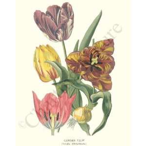  Botanical Flower Print Garden Tulip   Tulipa gesneriana 