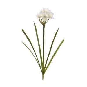  Daffodil Plant   White   24 (Case of 24) Arts, Crafts 