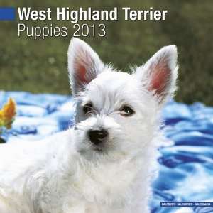  West Highland Terrier Puppies 2013 Wall Calendar 12 X 12 
