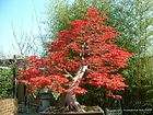 ACER palmatum Japanese maple BONSAI SEED ( F # 334)