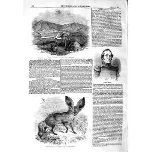    1847 COLONEL BENTON TYUMIE CAPE HOPE LONG EARED FOX