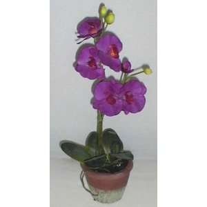  21 Purple Phaleonopsis Orchid (Purple)