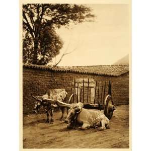  1925 Oxen Team Cart Street Oaxaca Mexico Photogravure 