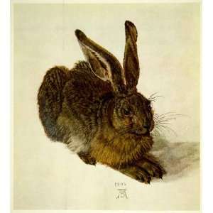  1954 Rotogravure Albrecht Durer Young Hare Rabbit Fauna 