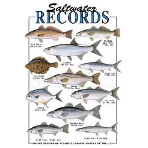   Sea Life Fish Saltwater Records Atlantic Coast XXL 