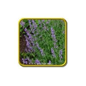  1 Lb   Herb Seeds   Catmint Bulk Herb Seeds Patio, Lawn 