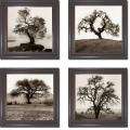 Alen Blaustein Oaks and Willow Trees 4 piece Canvas Art Set 