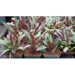 Oyster Plant Moses in Basket Boatlily Tradescantia spathacea 4 Inch 