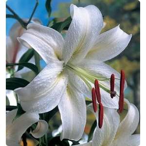  10 Oriental Lily Casa Blanca bulbs Patio, Lawn & Garden