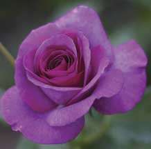 welcome to the 2012 rose season i d like to personally